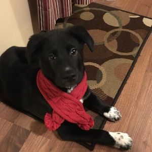 Meet your Posher, Lance